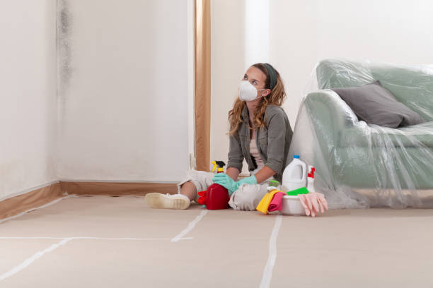 Reliable Black Mold Remediation contractor in Oakdale, MN by Mold Remediation HQ